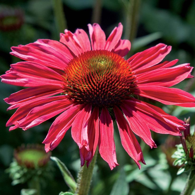 Echinacea Kismet Raspberry - Scheinsonnenhut (Blüte)