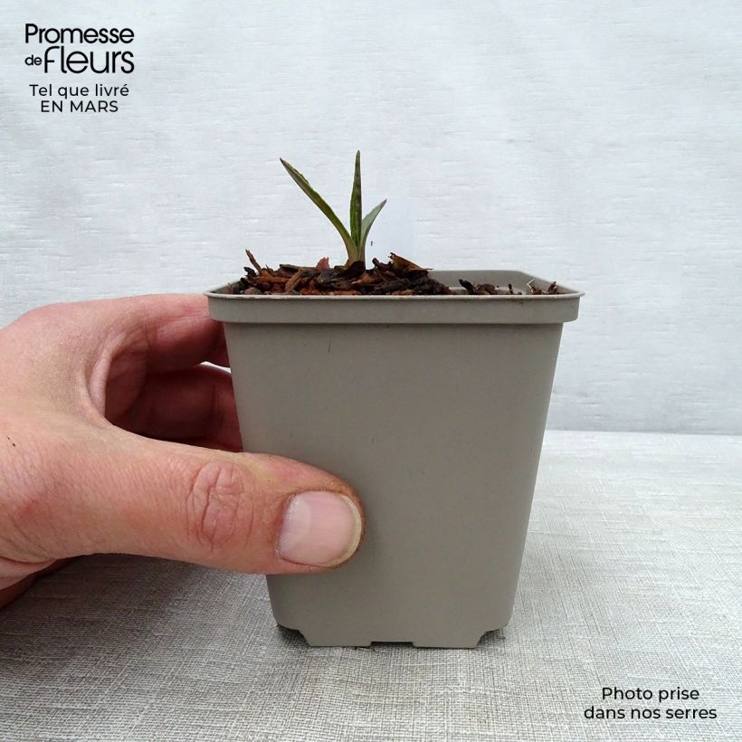 Exemplar von Echinacea purpurea Marmalade - Sonnenhut Kleine Töpfe von 8/9 cm wie im Frühjahr geliefert