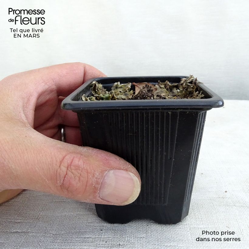 Exemplar von Echinacea purpurea Maxima - Sonnenhut Kleine Töpfe von 8/9 cm wie im Frühjahr geliefert