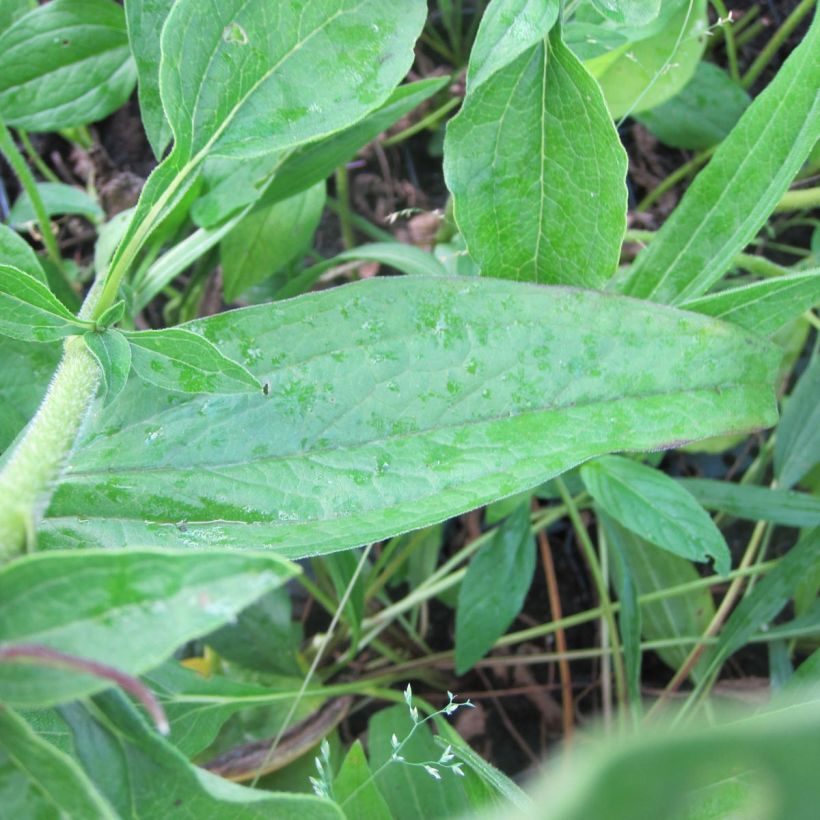 Echinacea purpurea Mozarella - Sonnenhut (Laub)