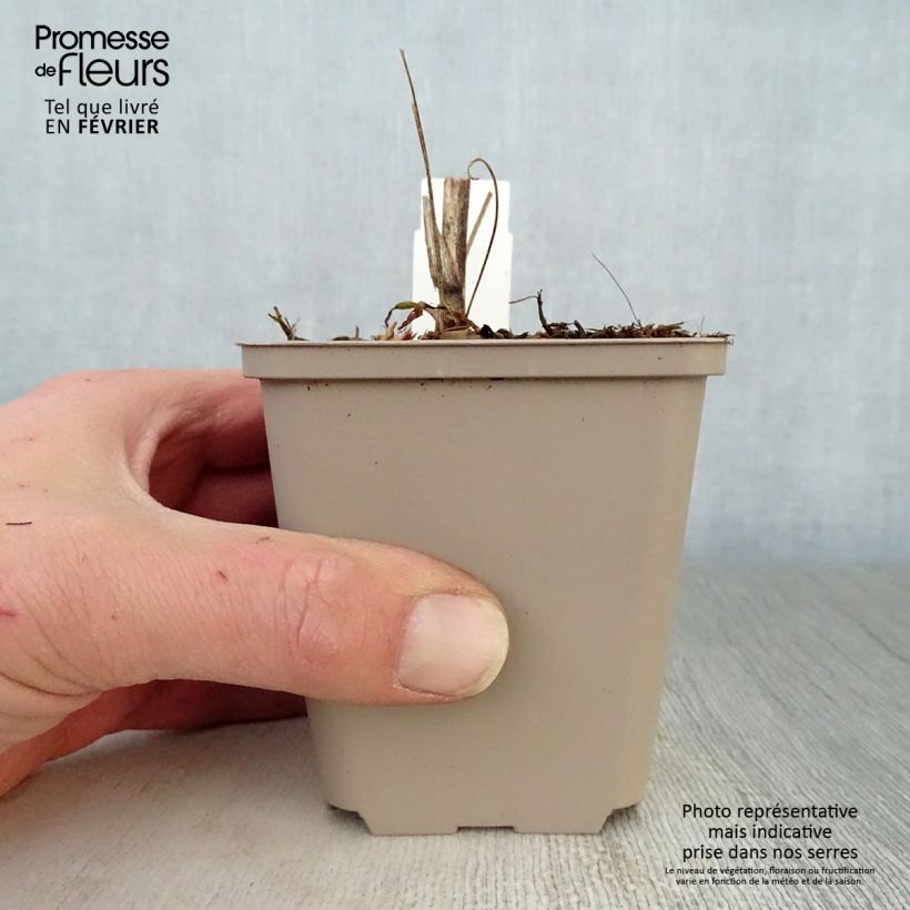 Exemplar von Echinacea purpurea Southern Belle - Sonnenhut Kleine Töpfe von 8/9 cm wie im Winter geliefert