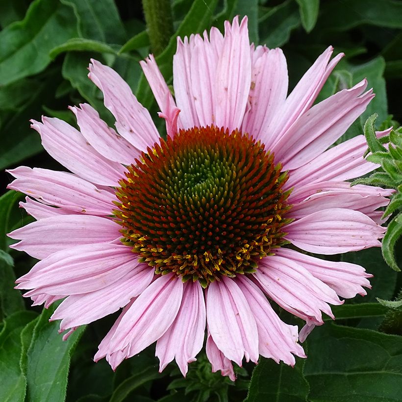 Echinacea purpurea SunSeekers Salmon - Sonnenhut (Blüte)