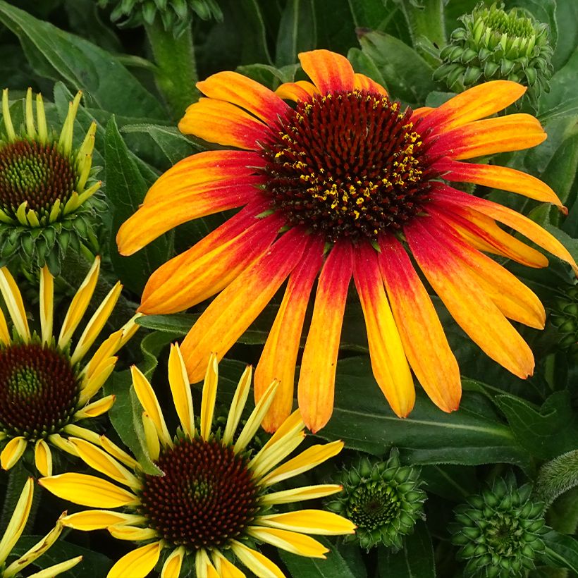 Echinacea purpurea SunSeekers Tequila Sunrise - Sonnenhut (Blüte)