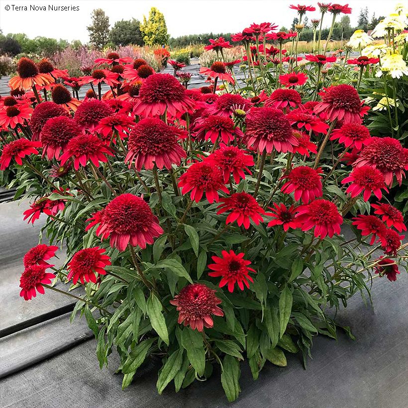 Echinacea Sunny Days Ruby - Scheinsonnenhut (Hafen)