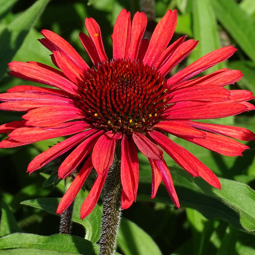 Echinacea purpurea SunSeekers Orange - Sonnenhut (Blüte)