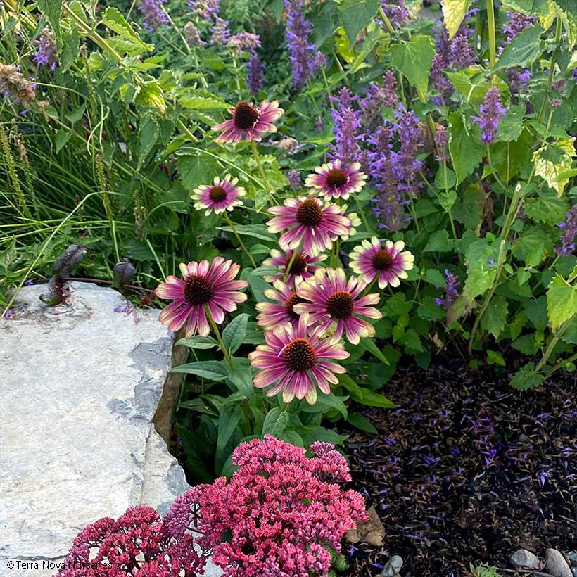 Echinacea Sweet Sandia - Scheinsonnenhut (Hafen)