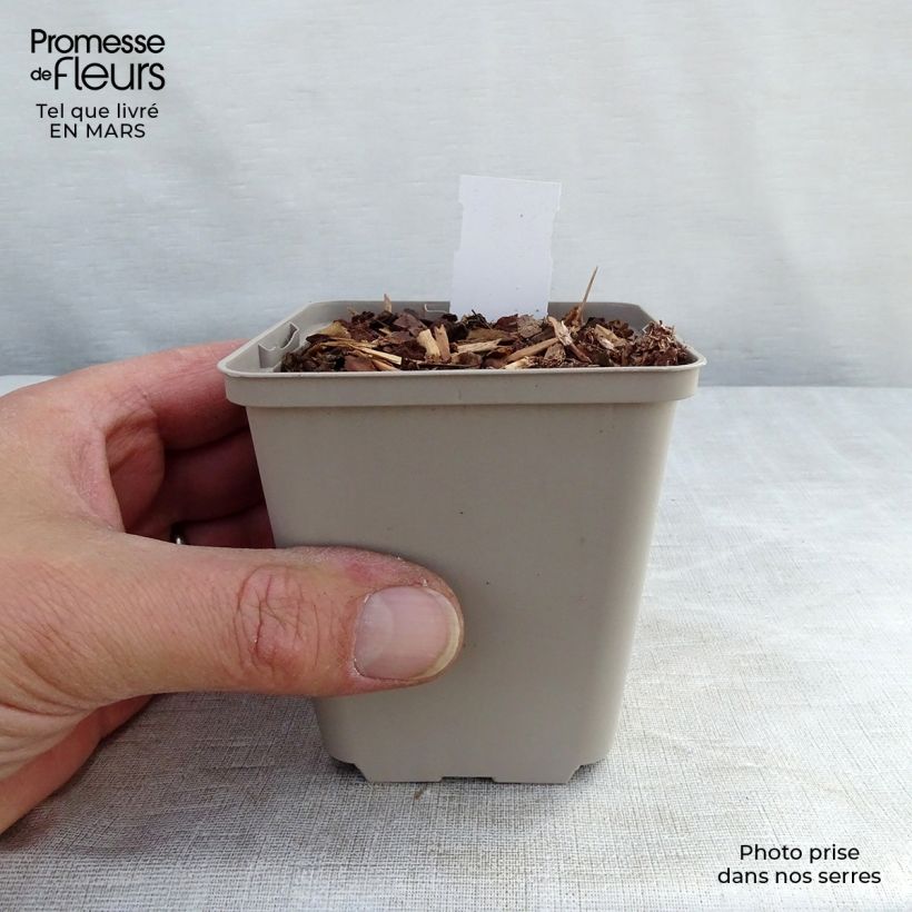 Exemplar von Echinacea Tiki Torch - Scheinsonnenhut Kleine Töpfe von 8/9 cm wie im Winter geliefert