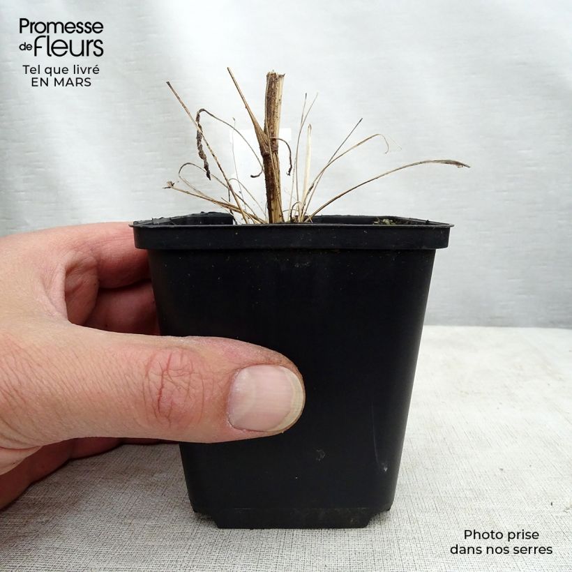 Exemplar von Echinacea Tweety - Scheinsonnenhut Kleine Töpfe von 8/9 cm wie im Frühjahr geliefert