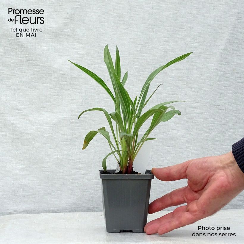 Exemplar von Echinacea pallida - Bleicher Sonnenhut Kleine Töpfe von 8/9 cm wie im Frühjahr geliefert