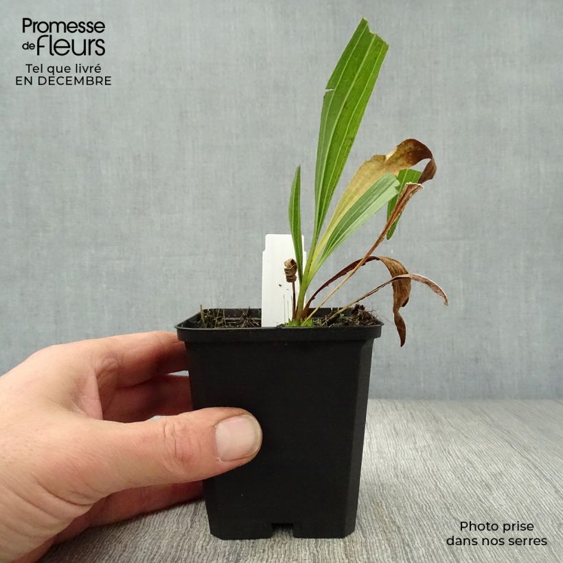 Exemplar von Echinacea paradoxa - Gelber Sonnenhut Kleine Töpfe von 8/9 cm wie im Winter geliefert