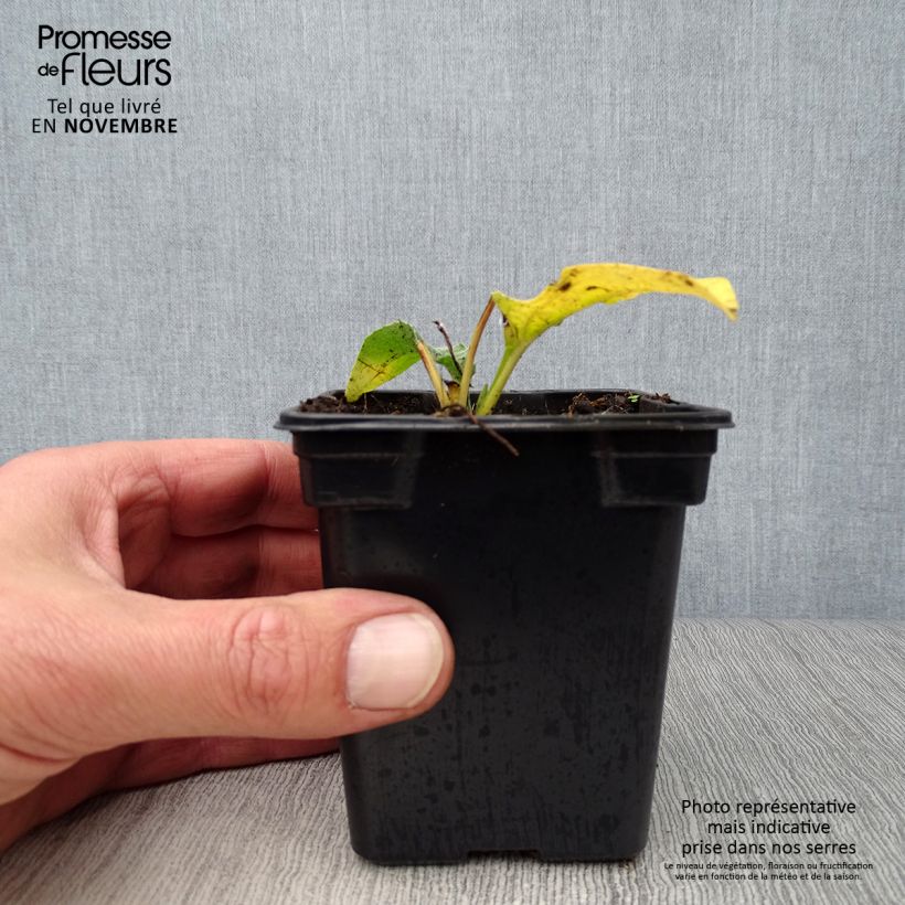 Exemplar von Echinacea purpurea Alba - Sonnenhut Kleine Töpfe von 7/8 cm wie im Herbst geliefert