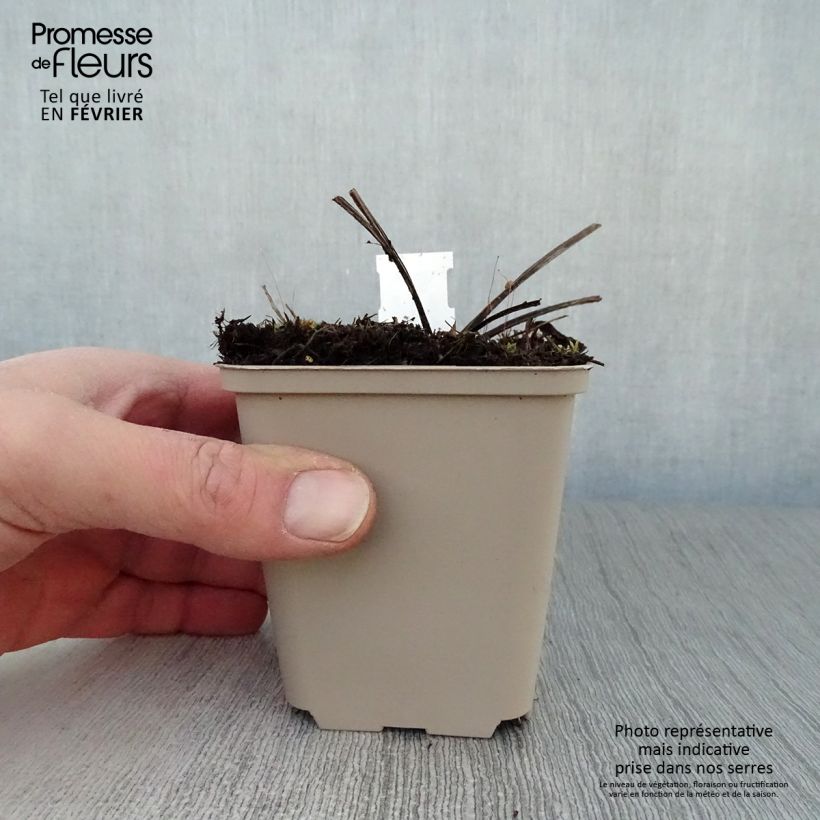 Exemplar von Echinacea purpurea Double Decker - Sonnenhut Kleine Töpfe von 8/9 cm wie im Winter geliefert