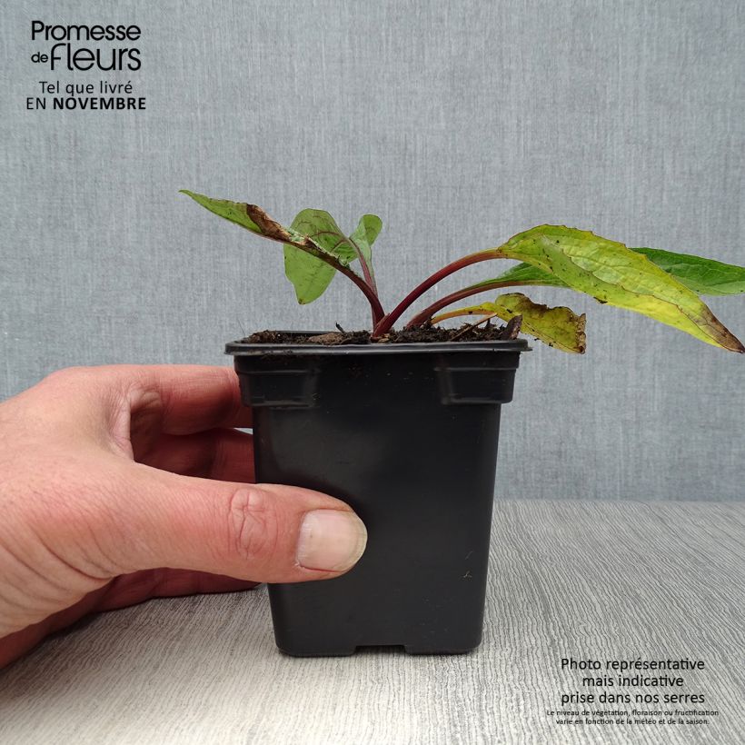 Exemplar von Echinacea purpurea - Purpursonnenhut Kleine Töpfe von 7/8 cm wie im Herbst geliefert
