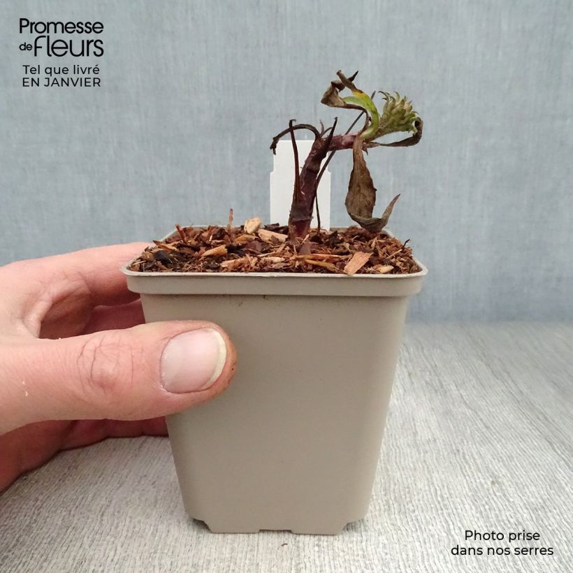 Exemplar von Echinacea purpurea Irresistible - Sonnenhut Kleine Töpfe von 8/9 cm wie im Winter geliefert