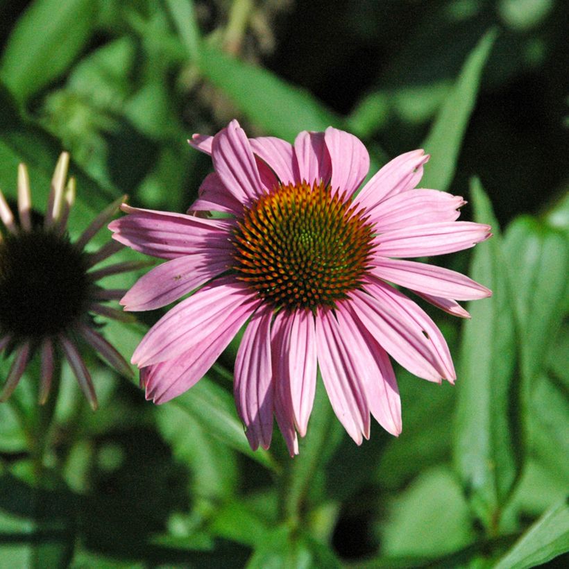 Echinacea purpurea Leuchtstern - Sonnenhut (Blüte)