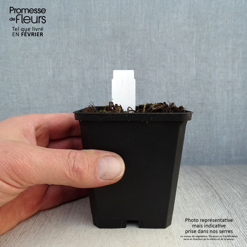 Exemplar von Echinacea purpurea Little Magnus - Sonnenhut Kleine Töpfe von 8/9 cm wie im Winter geliefert