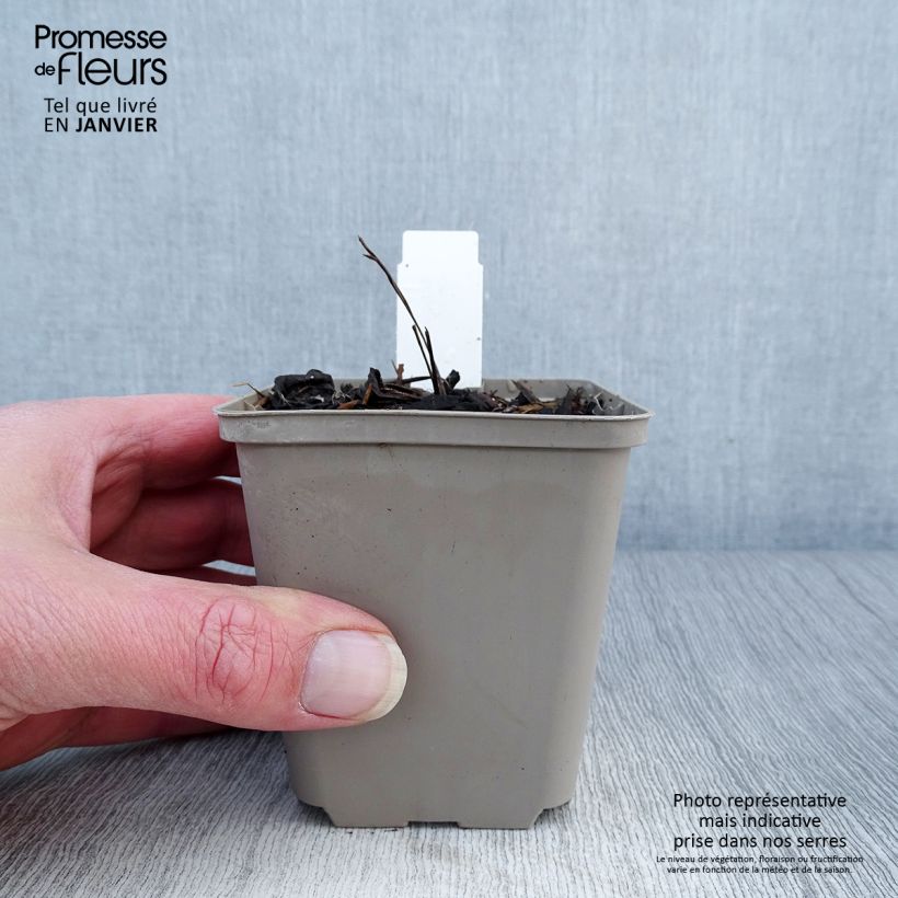 Exemplar von Echinacea purpurea Mac 'n' Cheese - Sonnenhut Kleine Töpfe von 8/9 cm wie im Winter geliefert