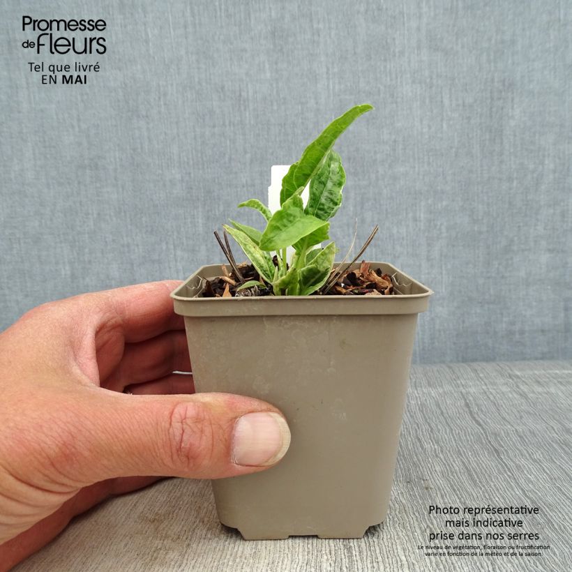 Exemplar von Echinacea purpurea Mac 'n' Cheese - Sonnenhut Kleine Töpfe von 8/9 cm wie im Frühjahr geliefert