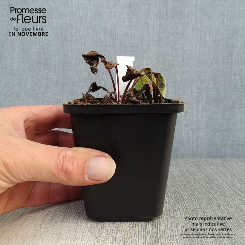 Exemplar von Echinacea purpurea Magnus - Sonnenhut Kleine Töpfe von 8/9 cm wie im Herbst geliefert