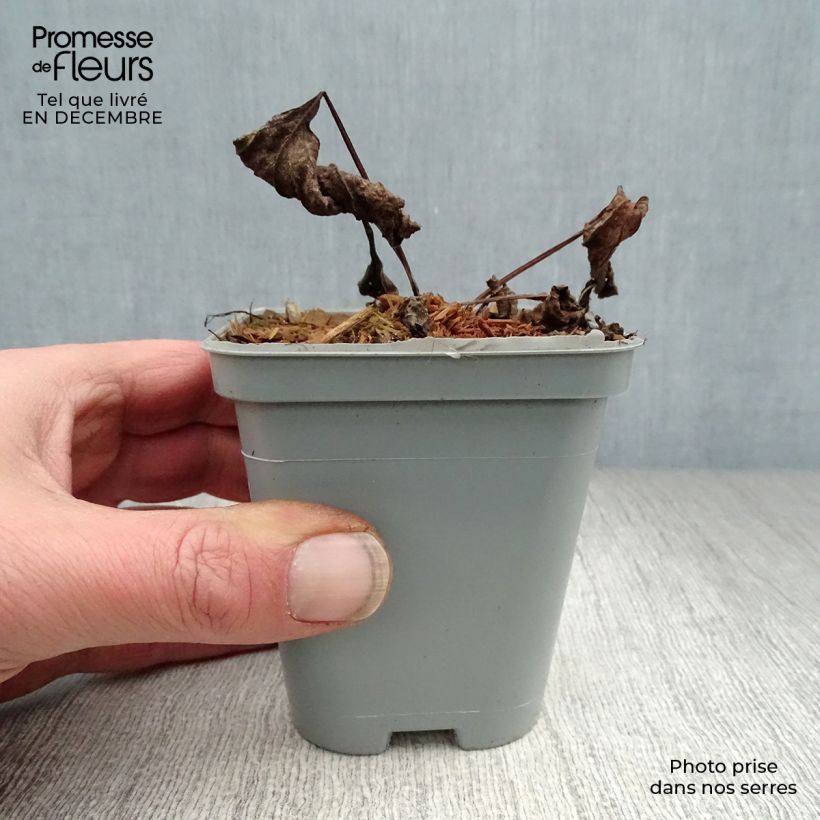 Exemplar von Echinacea purpurea Magnus - Sonnenhut Kleine Töpfe von 8/9 cm wie im Winter geliefert