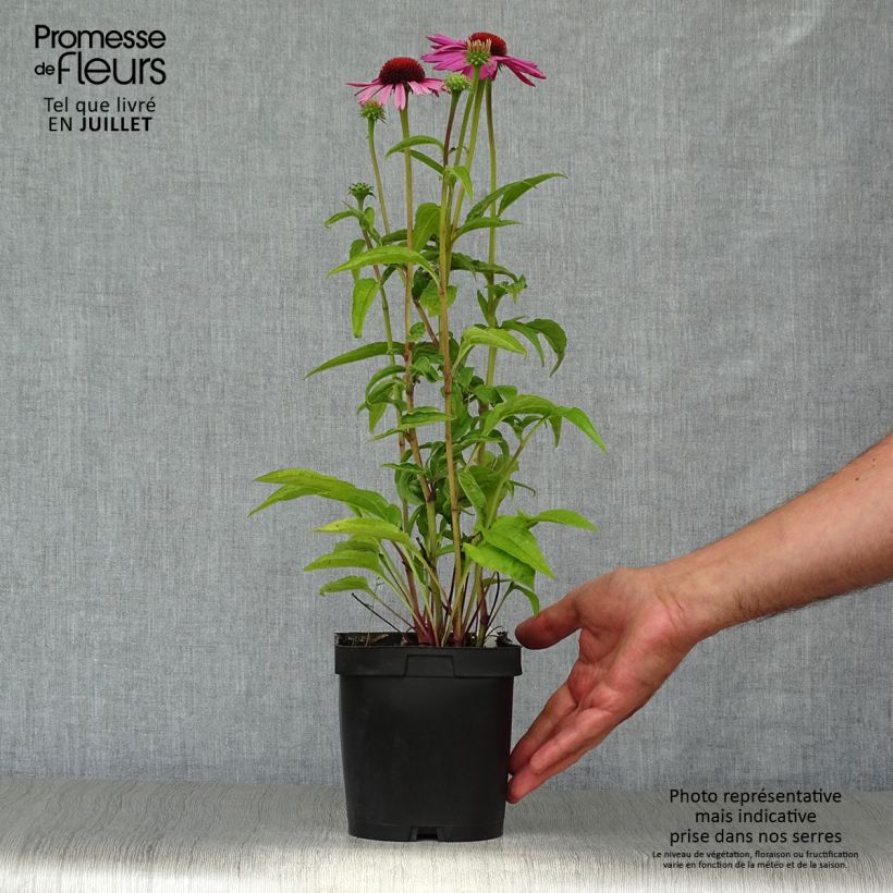 Exemplar von Echinacea purpurea Magnus - Sonnenhut Topf mit 2L/3L wie im Sommer geliefert