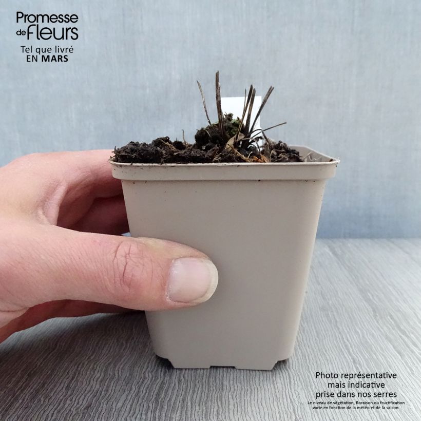 Exemplar von Echinacea purpurea Milkshake - Sonnenhut Kleine Töpfe von 8/9 cm wie im Frühjahr geliefert