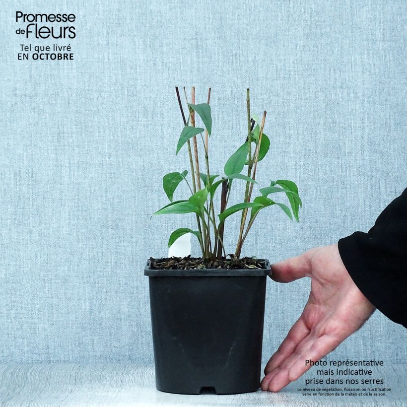 Exemplar von Echinacea purpurea Pica Bella - Sonnenhut Topf mit 2L/3L wie im Herbst geliefert
