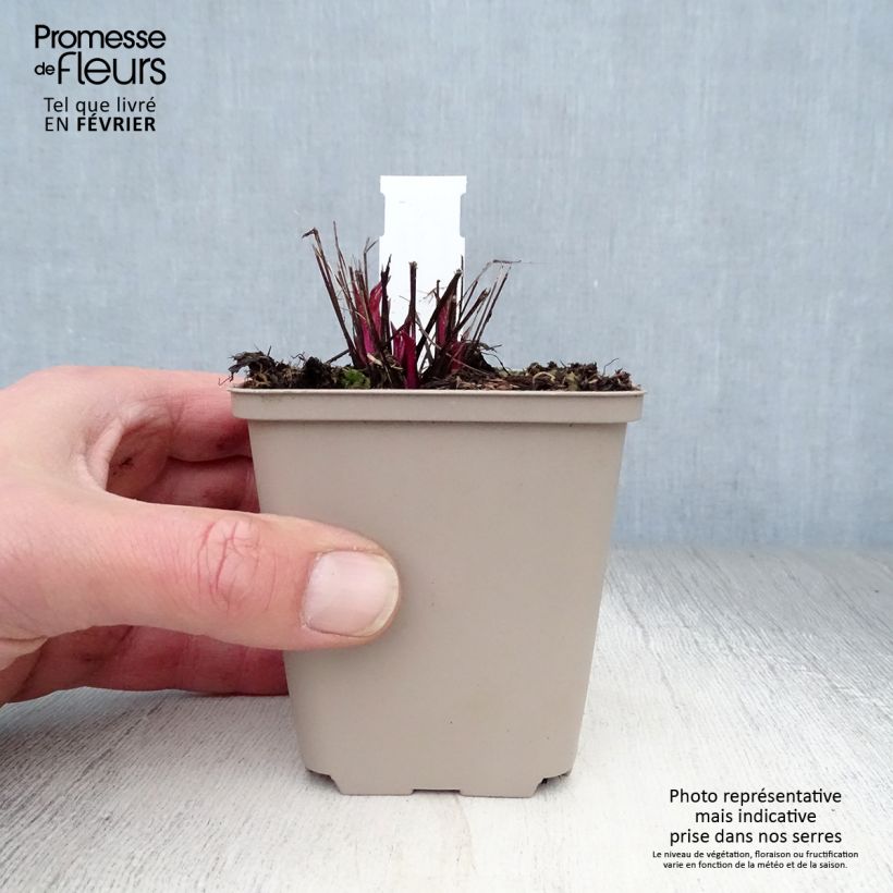 Exemplar von Echinacea purpurea Pink Double Delight - Sonnenhut Kleine Töpfe von 8/9 cm wie im Winter geliefert