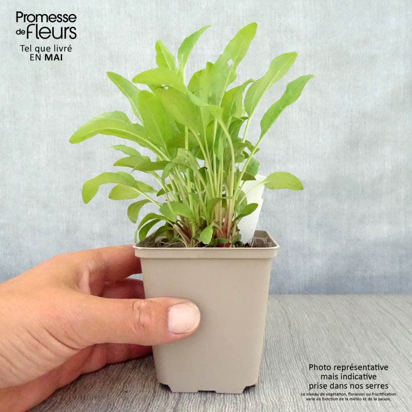 Exemplar von Echinacea purpurea Pink Double Delight - Sonnenhut Kleine Töpfe von 8/9 cm wie im Frühjahr geliefert