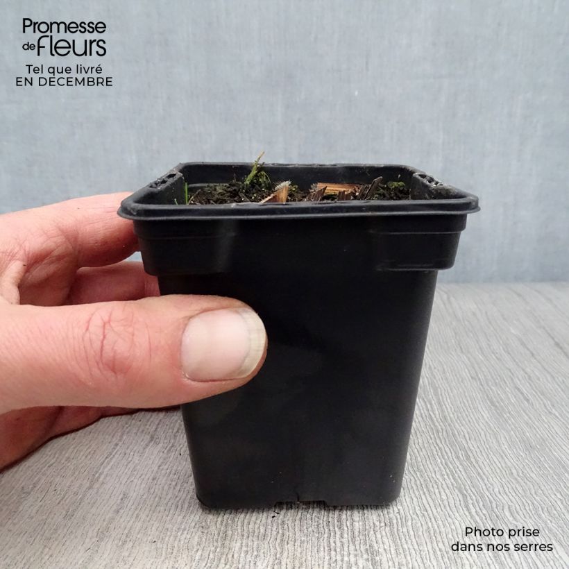 Exemplar von Echinacea purpurea - Purpursonnenhut Kleine Töpfe von 7/8 cm wie im Winter geliefert