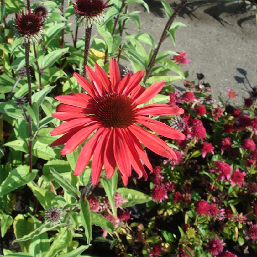 Echinacea purpurea Solar Flare - Sonnenhut (Hafen)
