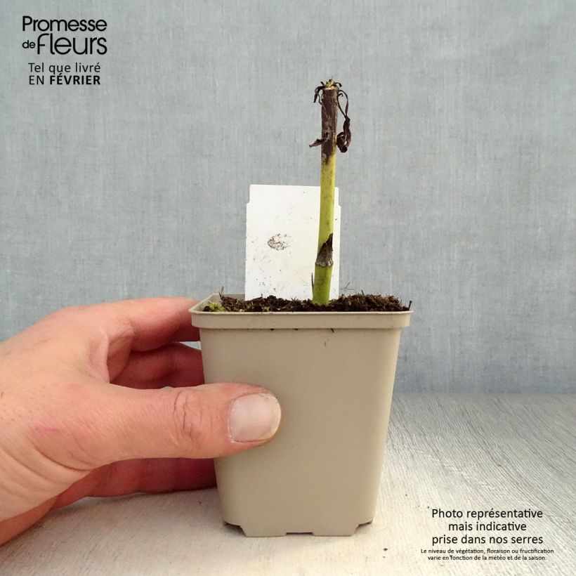 Exemplar von Echinacea purpurea Summer Cocktail - Sonnenhut Kleine Töpfe von 8/9 cm wie im Winter geliefert