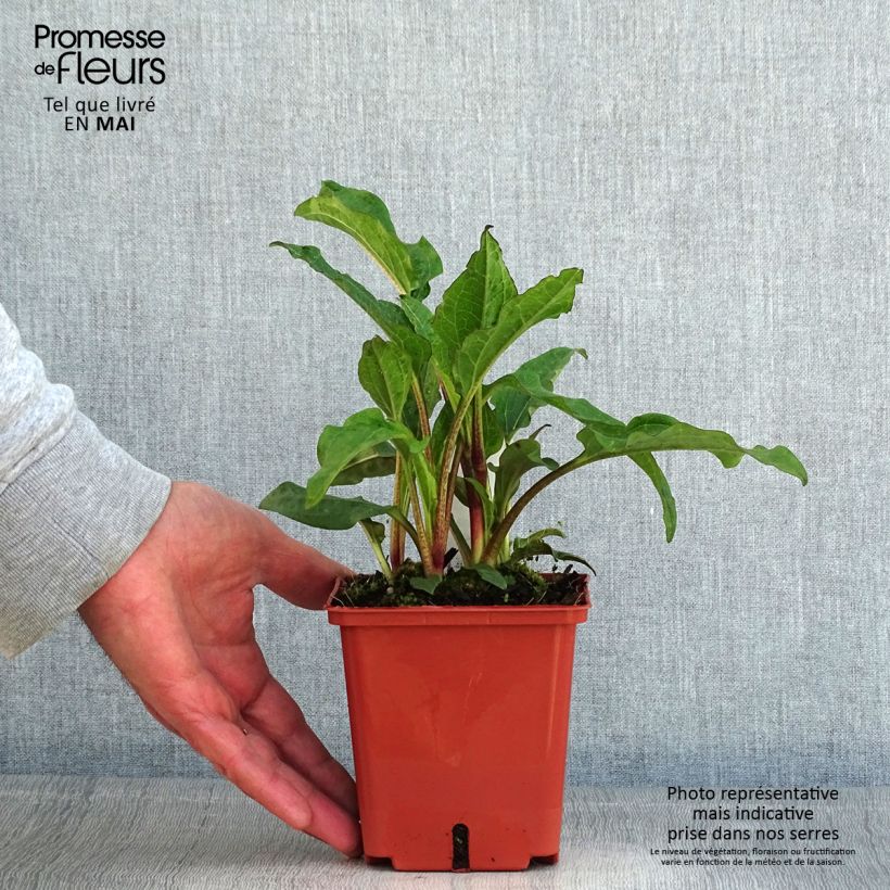 Exemplar von Echinacea purpurea Summer Cocktail - Sonnenhut Topf mit 1L/1,5L wie im Frühjahr geliefert