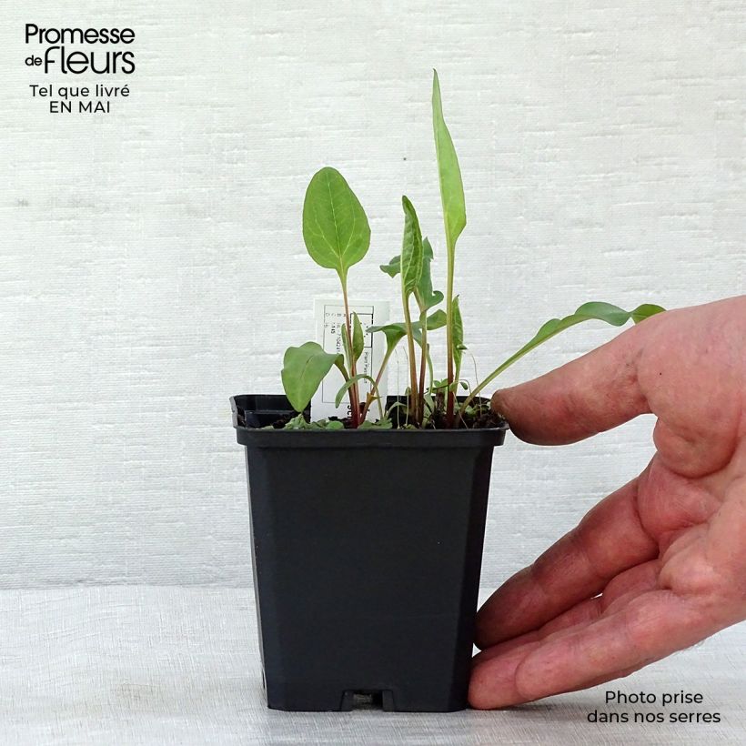 Exemplar von Echinacea purpurea Vintage Wine - Sonnenhut Kleine Töpfe von 8/9 cm wie im Frühjahr geliefert