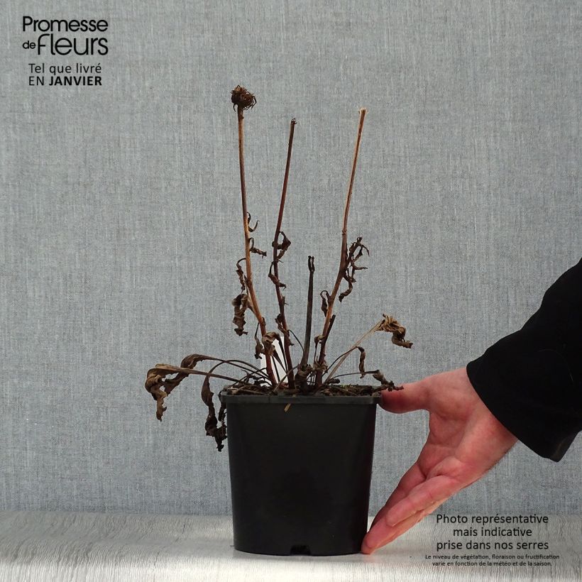 Exemplar von Echinacea purpurea Virgin - Sonnenhut Topf mit 2L/3L wie im Winter geliefert