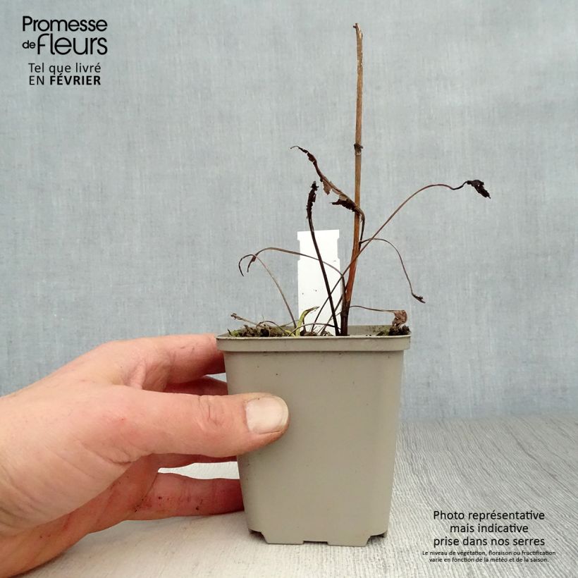 Exemplar von Echinacea purpurea Virgin - Sonnenhut Kleine Töpfe von 8/9 cm wie im Winter geliefert