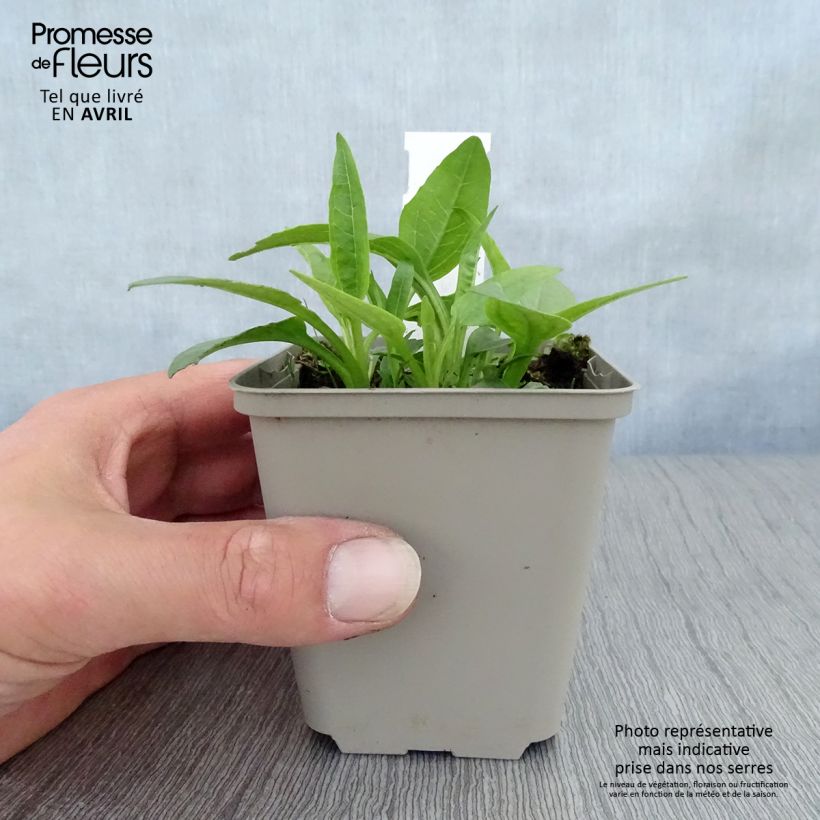 Exemplar von Echinacea purpurea Virgin - Sonnenhut Kleine Töpfe von 8/9 cm wie im Frühjahr geliefert