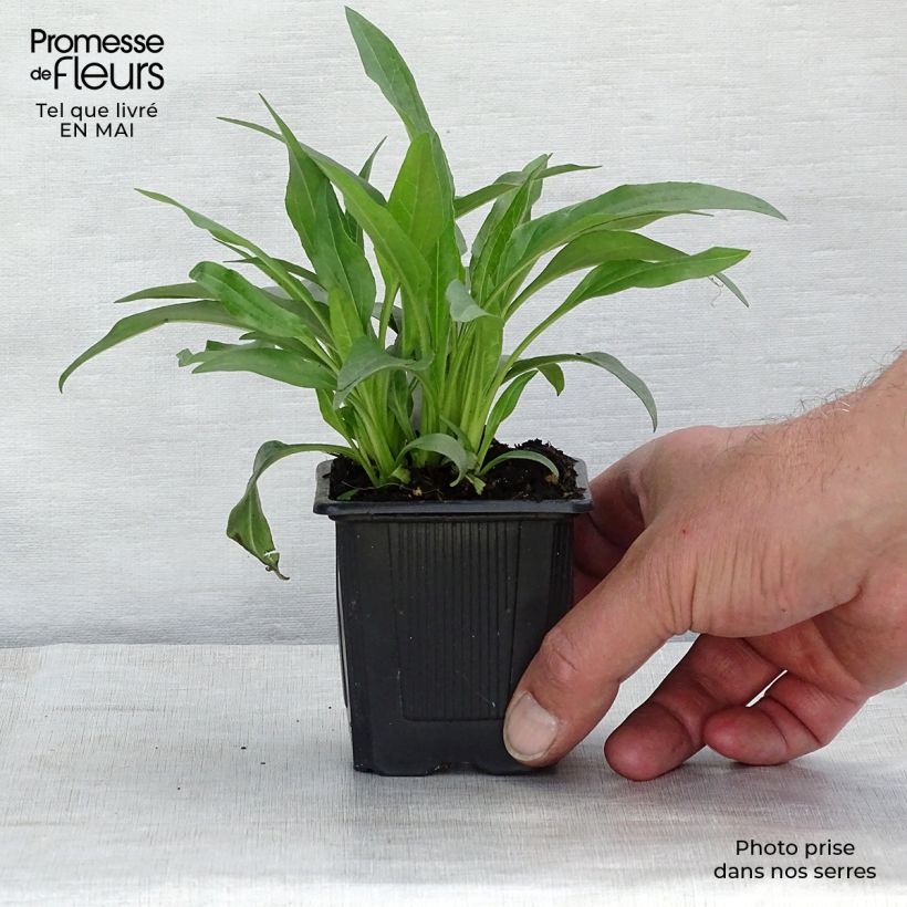 Exemplar von Echinacea purpurea White Meditation - Sonnenhut Kleine Töpfe von 8/9 cm wie im Frühjahr geliefert