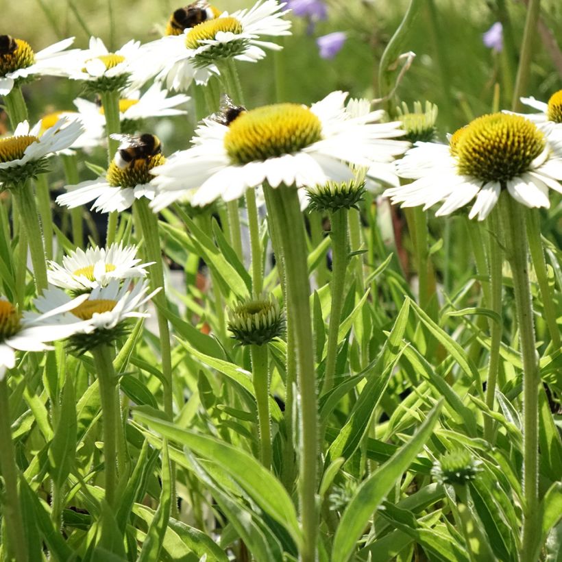 Echinacea purpurea White Meditation - Sonnenhut (Hafen)