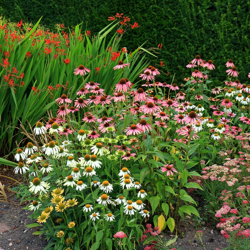 Echinacea purpurea White Swan (BIO Samen) - Sonnenhut (Wuchs)