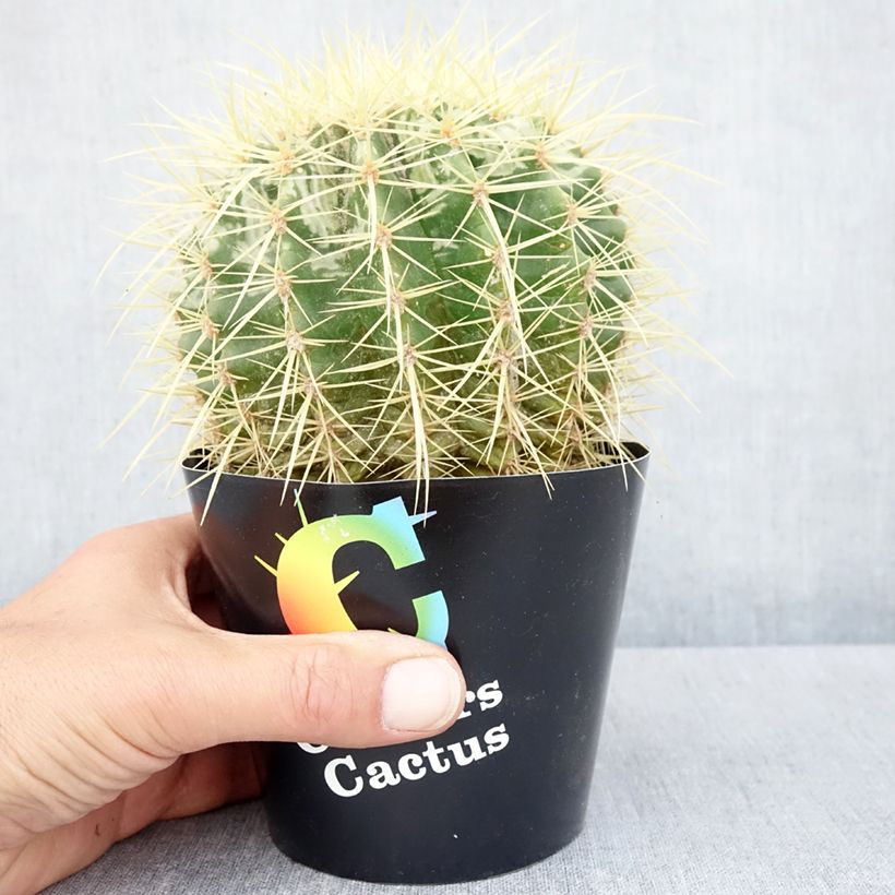 Exemplar von Echinocactus grusonii Topf 12 cm / 13 cm wie im Herbst geliefert