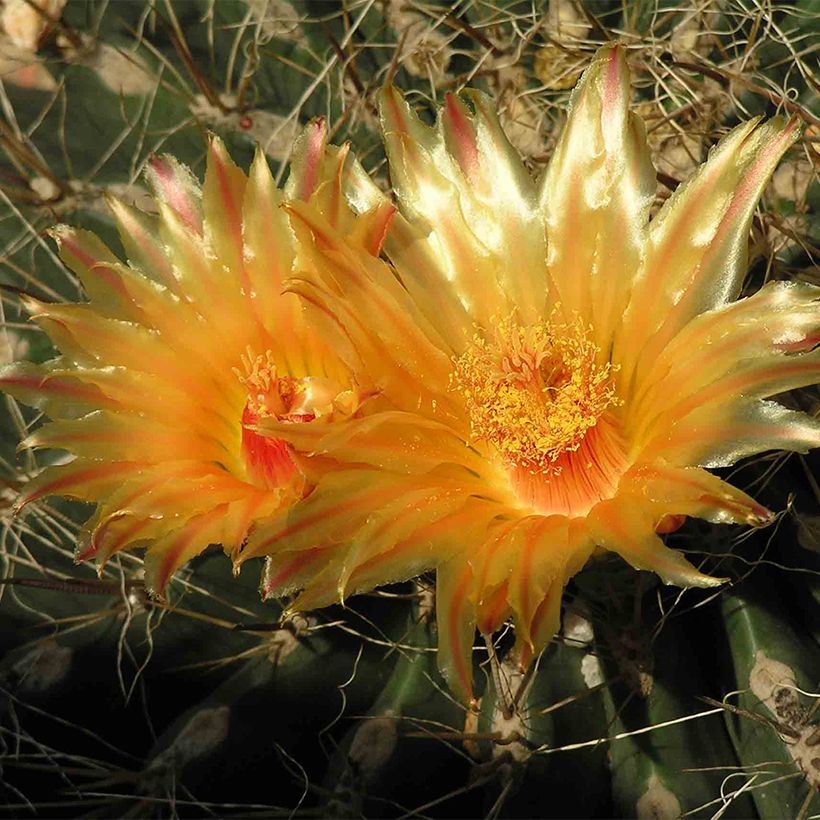Echinocactus grusonii var. albispinus (Blüte)