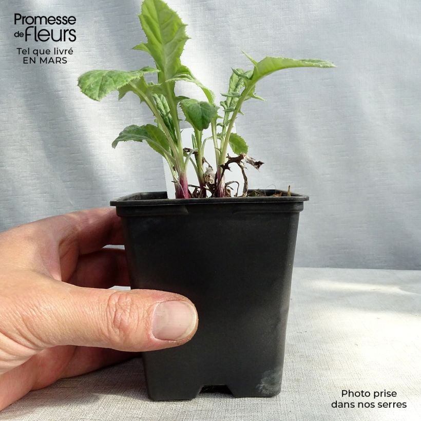 Exemplar von Banater Kugeldistel Blue Globe - Echinops bannaticus Kleine Töpfe von 8/9 cm wie im Frühjahr geliefert