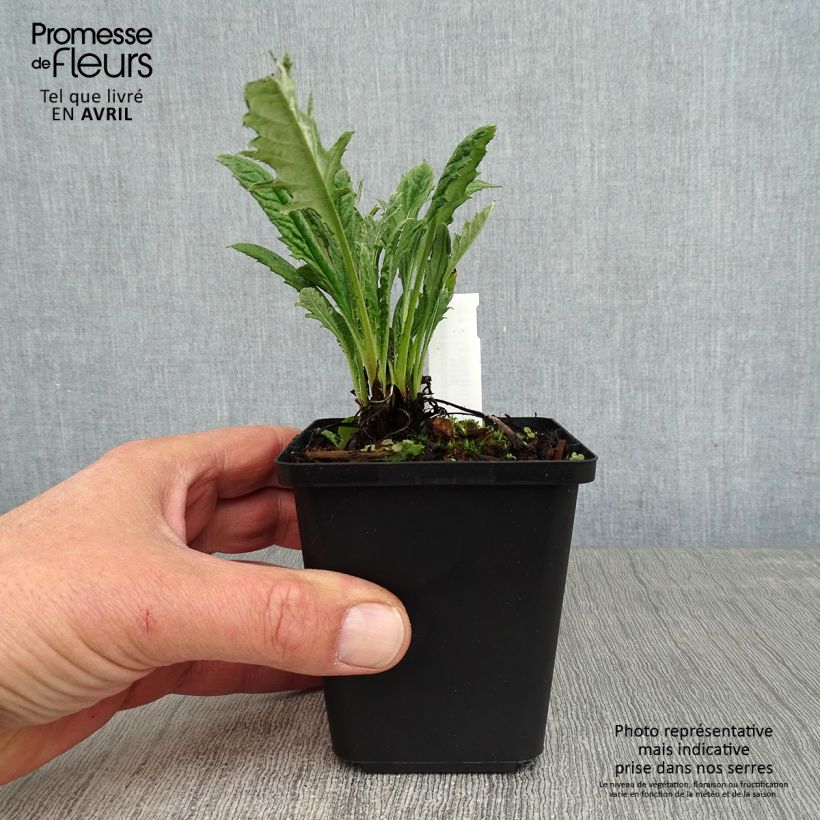 Exemplar von Banater Kugeldistel Blue Glow - Echinops bannaticus Kleine Töpfe von 8/9 cm wie im Frühjahr geliefert