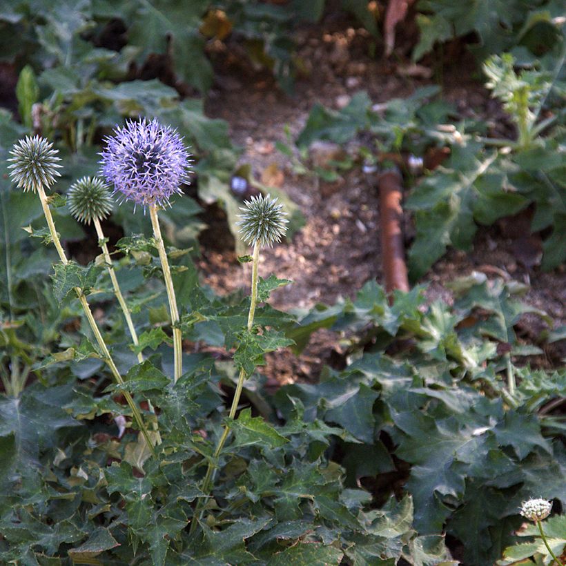 Banater Kugeldistel Blue Glow - Echinops bannaticus (Hafen)