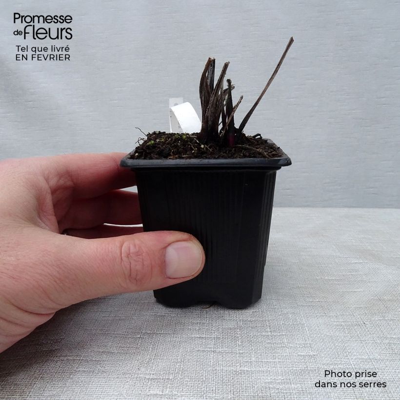 Exemplar von Blaue Kugeldistel Veitch’s Blue - Echinops ritro Kleine Töpfe von 8/9 cm wie im Winter geliefert