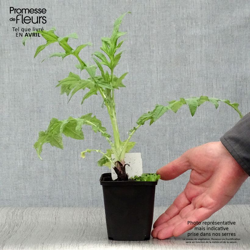 Exemplar von Blaue Kugeldistel Veitch’s Blue - Echinops ritro Kleine Töpfe von 8/9 cm wie im Frühjahr geliefert