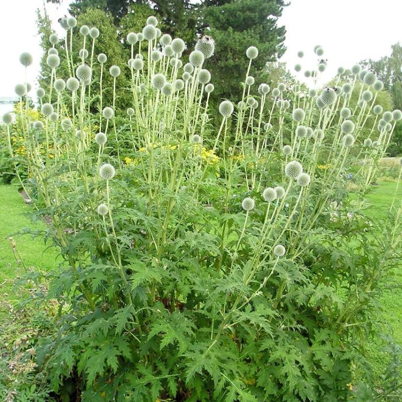 Große Kugeldistel - Echinops sphaerocephalus (Hafen)