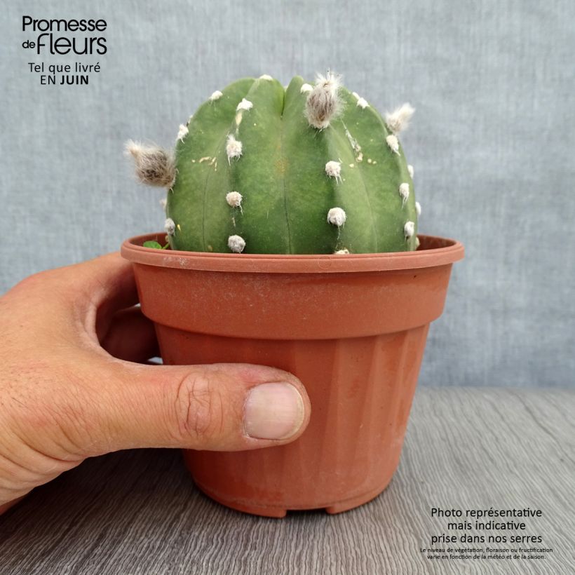 Exemplar von Echinopsis subdenudata - Seeigelkaktus Topf 12 cm / 13 cm wie im Sommer geliefert