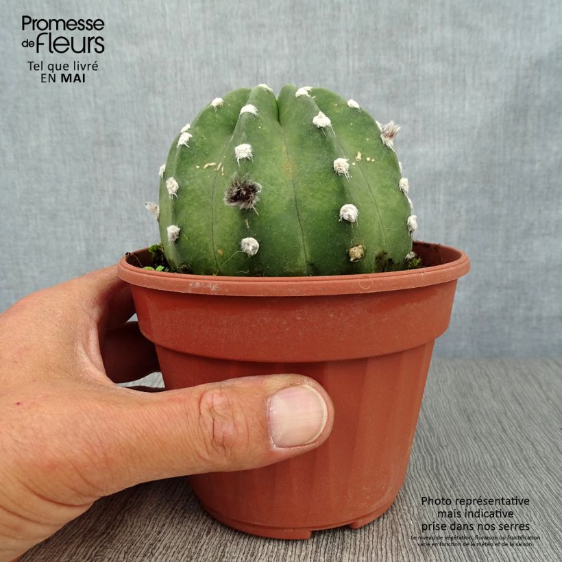 Exemplar von Echinopsis subdenudata - Seeigelkaktus Topf 12 cm / 13 cm wie im Frühjahr geliefert